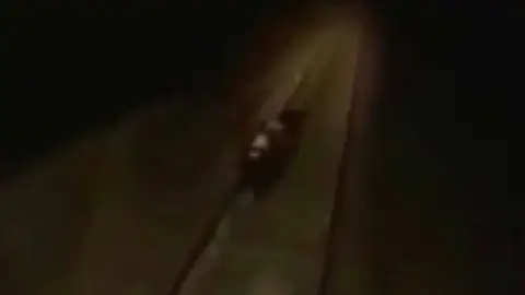 Un oso antes de ser atropellado por un tren en Rusia Un oso antes de ser atropellado por un tren en Rusia