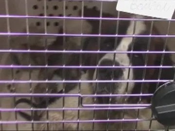 Perro con droga en su estómago Perro con droga en su estómago