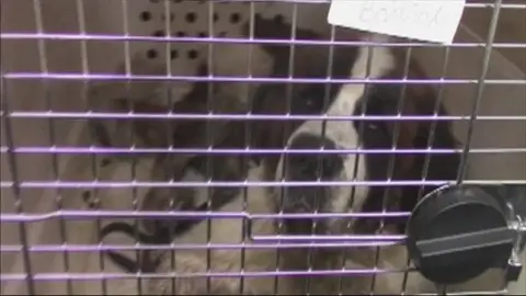 Perro con droga en su estómago Perro con droga en su estómago