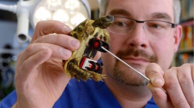 La tortuga Blade vuelve a andar gracias a una silla de ruedas de LEGO