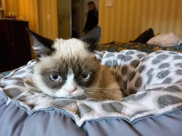 El gato gruñón El gato gruñón