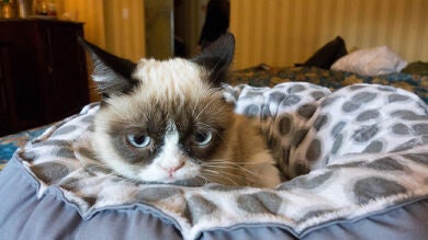 El gato gruñón que triunfa en internet podría haber ganado 100 millones de dólares