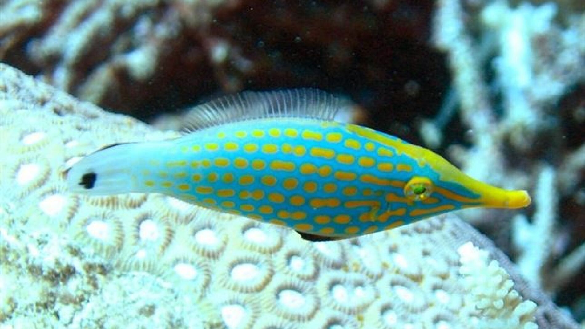 El filefish arlequ&iacute;n