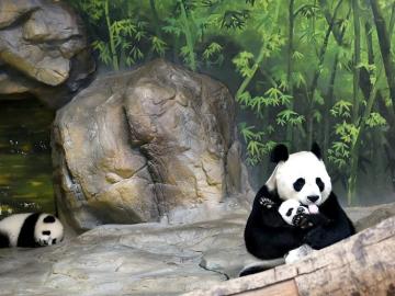 Juxiao, una panda gigante de 12 años, abraza a uno de sus trillizos.