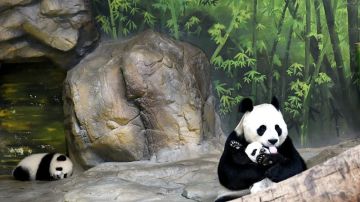 Juxiao, una panda gigante de 12 años, abraza a uno de sus trillizos.