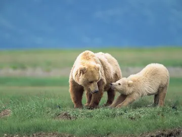 Un oso grizzly, con su madre Un oso grizzly, con su madre