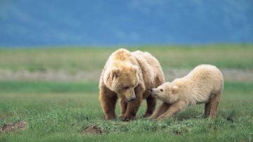 Un oso grizzly, con su madre