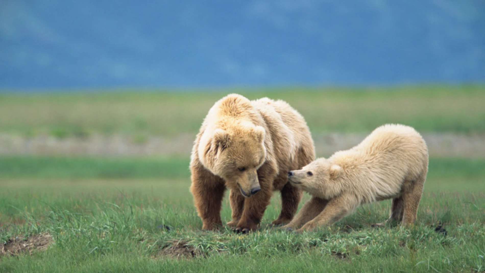 Un oso grizzly, con su madre Un oso grizzly, con su madre