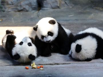 Los tres osos panda trillizos