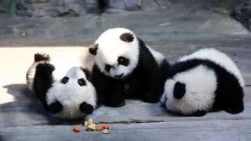 Los tres osos panda trillizos