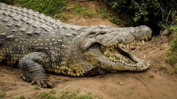 El cocodrilo Henry, el más longevo del mundo