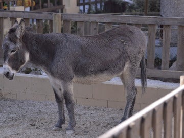 El burro fallecido