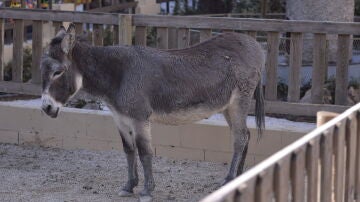 El burro fallecido