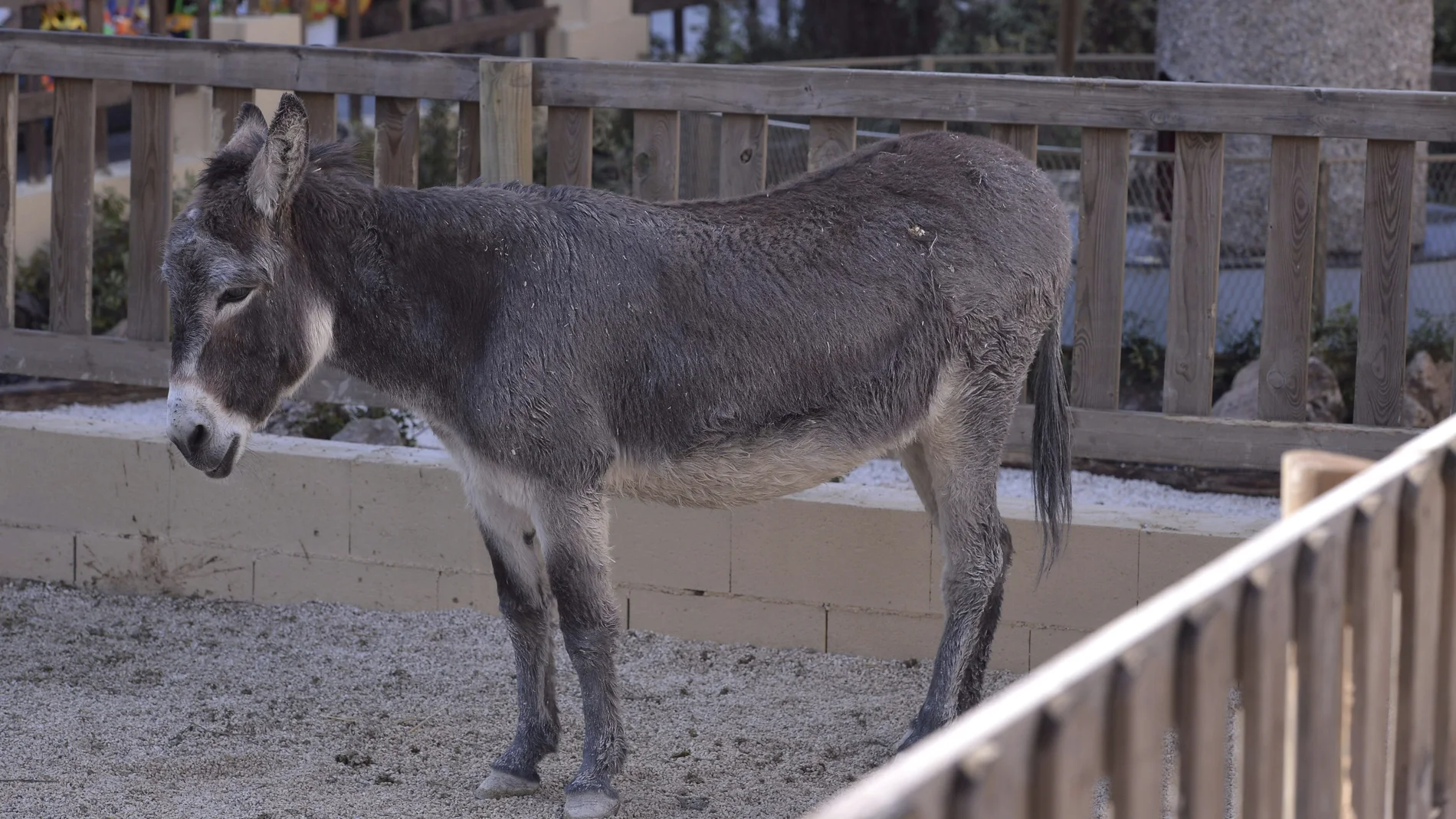 El burro fallecido El burro fallecido