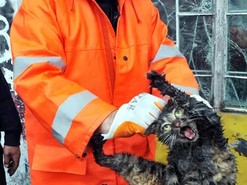 El gato rescatado del interior de un motor El gato rescatado del interior de un motor