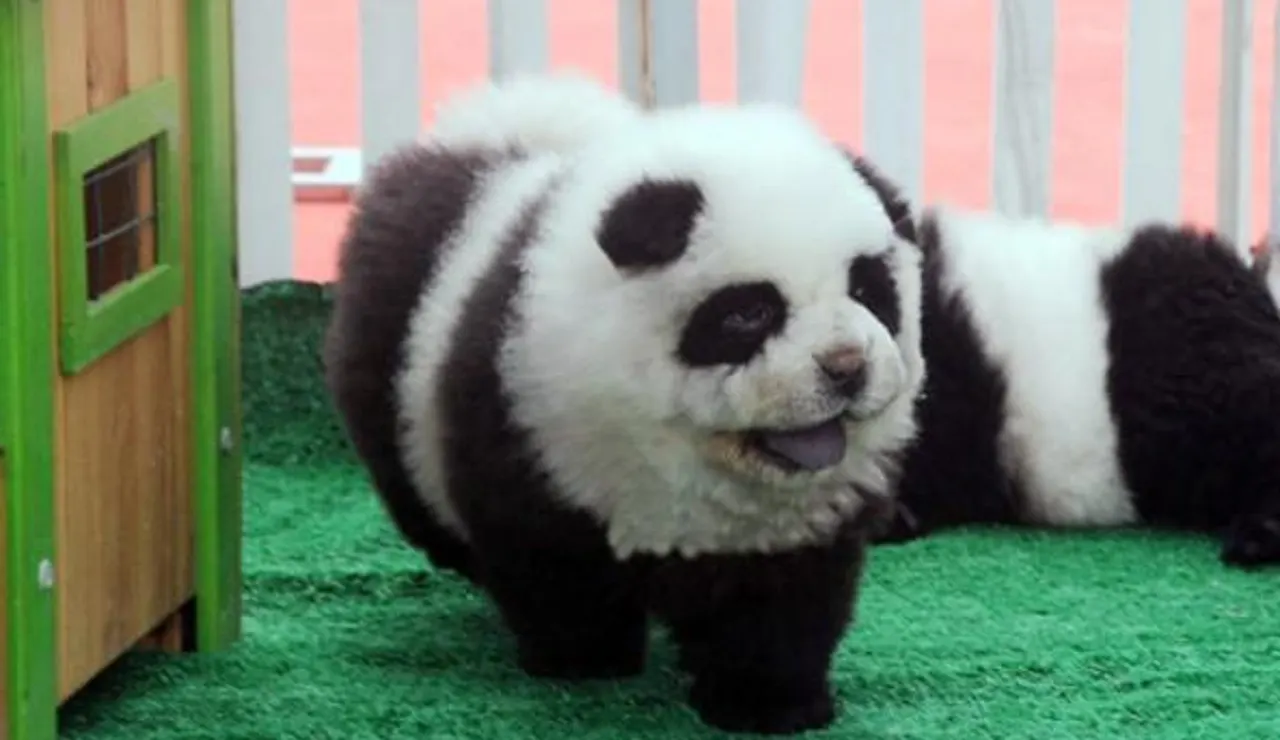 Perro chow chow con apariencia de oso panda
