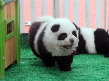 Perro chow chow con apariencia de oso panda
