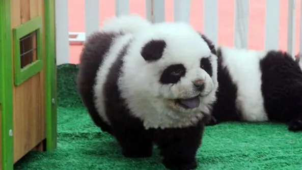 Perro chow chow con apariencia de oso panda Perro chow chow con apariencia de oso panda