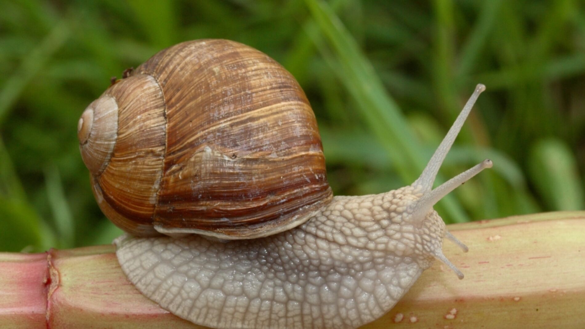 Caracol de tierra.