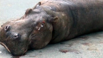 Un hipopótamo, con lágrimas en los ojos