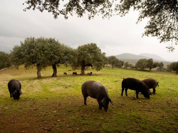 Cuatro cerdos entre árboles