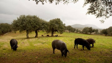 Cuatro cerdos entre árboles