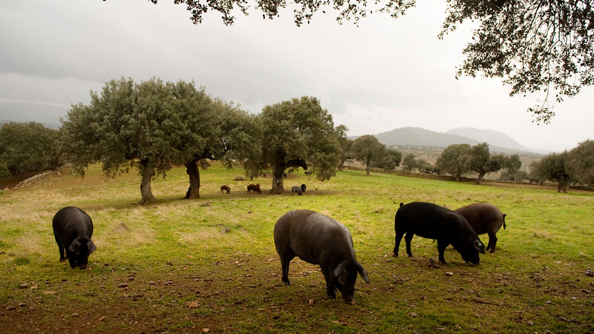 Cuatro cerdos entre &aacute;rboles