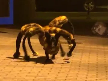 El perro araña El perro araña