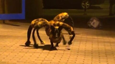 El perro ara&ntilde;a
