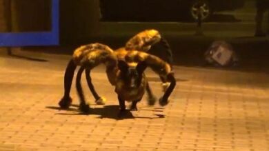 La broma del perro araña, la más vista en Internet en 2014