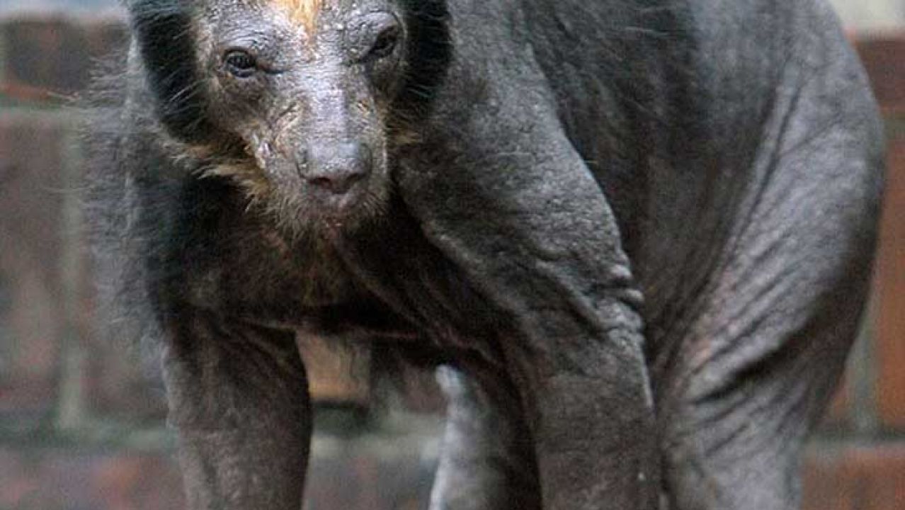 Elaphodus cephalophus. Выглядят животные и их. Звери альбиносы. Сибирская кабарга. Выглядят животные и их.