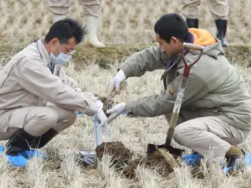 Dos operarios trabajan en un campo de arroz en Fukushima. Dos operarios trabajan en un campo de arroz en Fukushima.