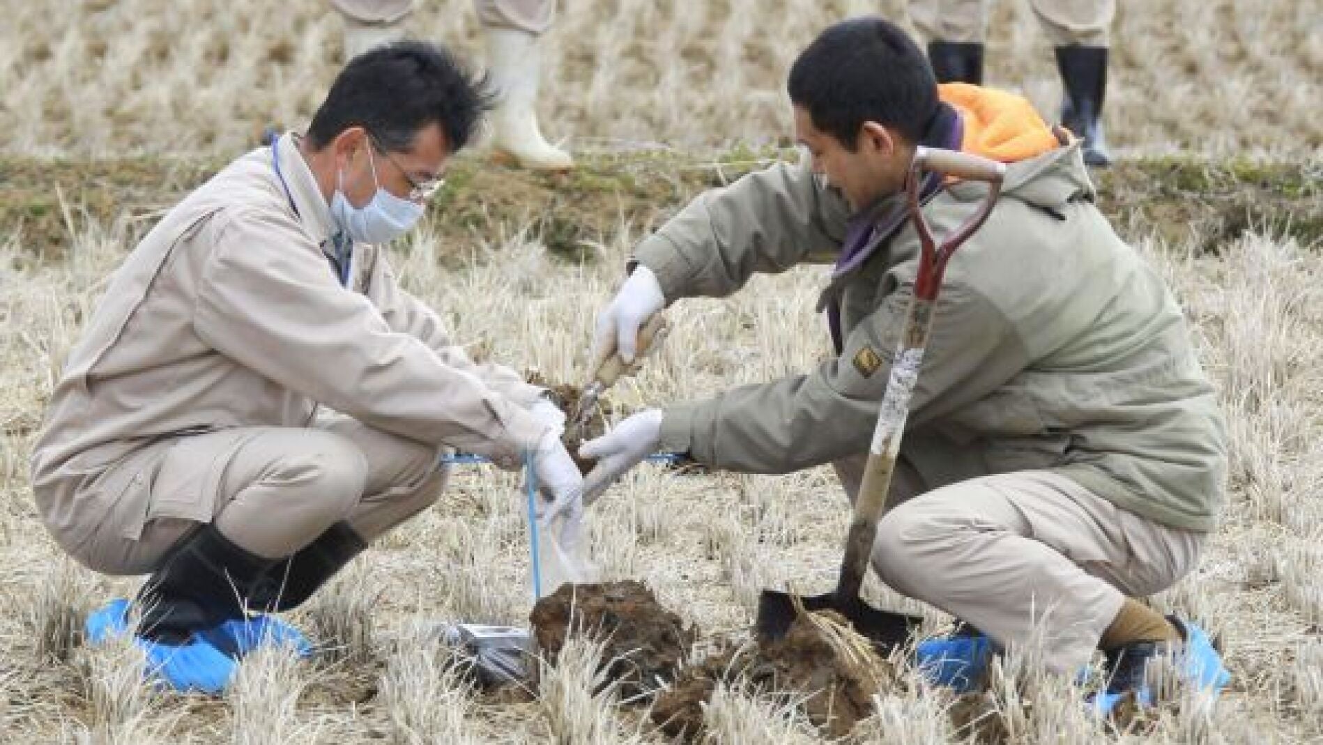 Dos operarios trabajan en un campo de arroz en Fukushima.