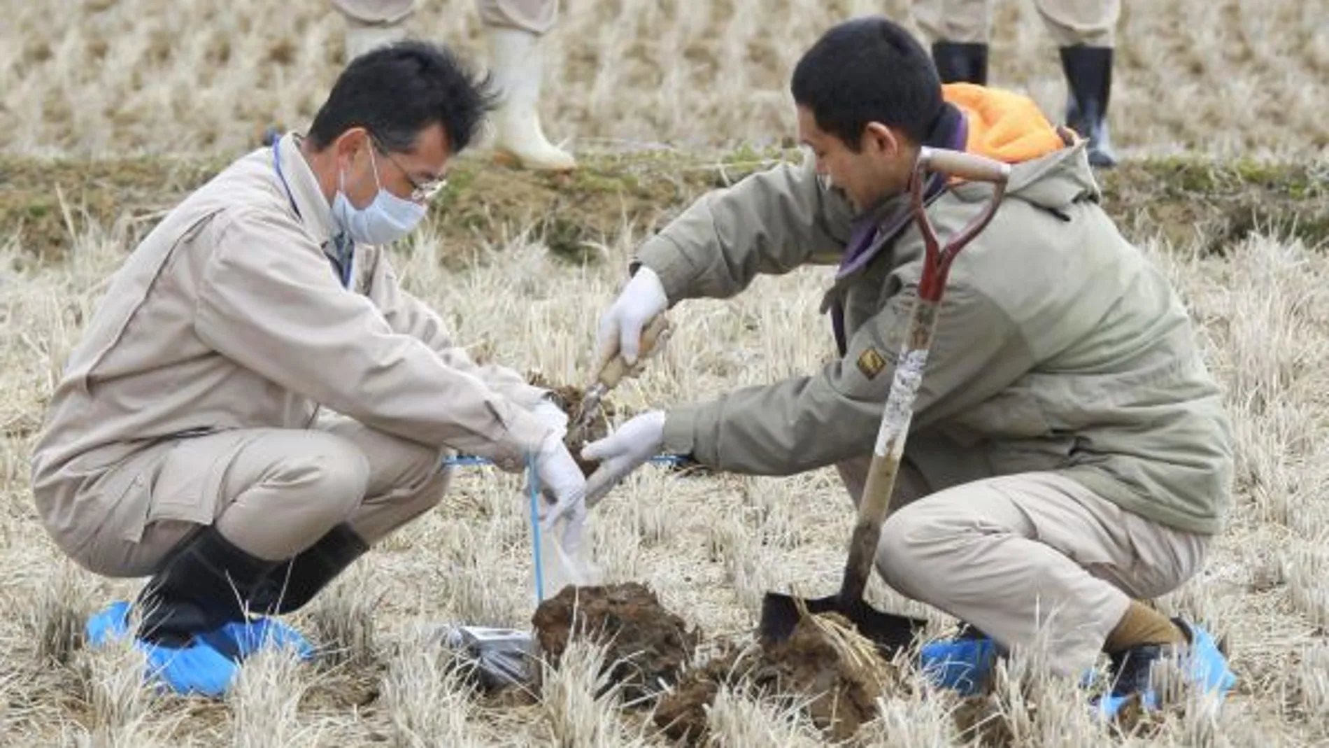 Dos operarios trabajan en un campo de arroz en Fukushima. Dos operarios trabajan en un campo de arroz en Fukushima.