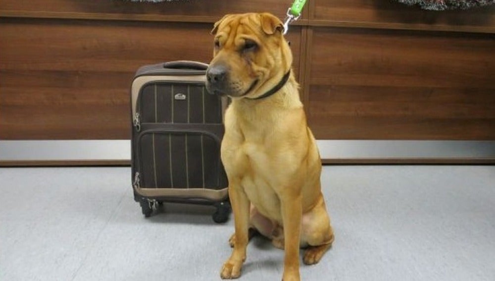 Kai, atado en una estación junto a una maleta
