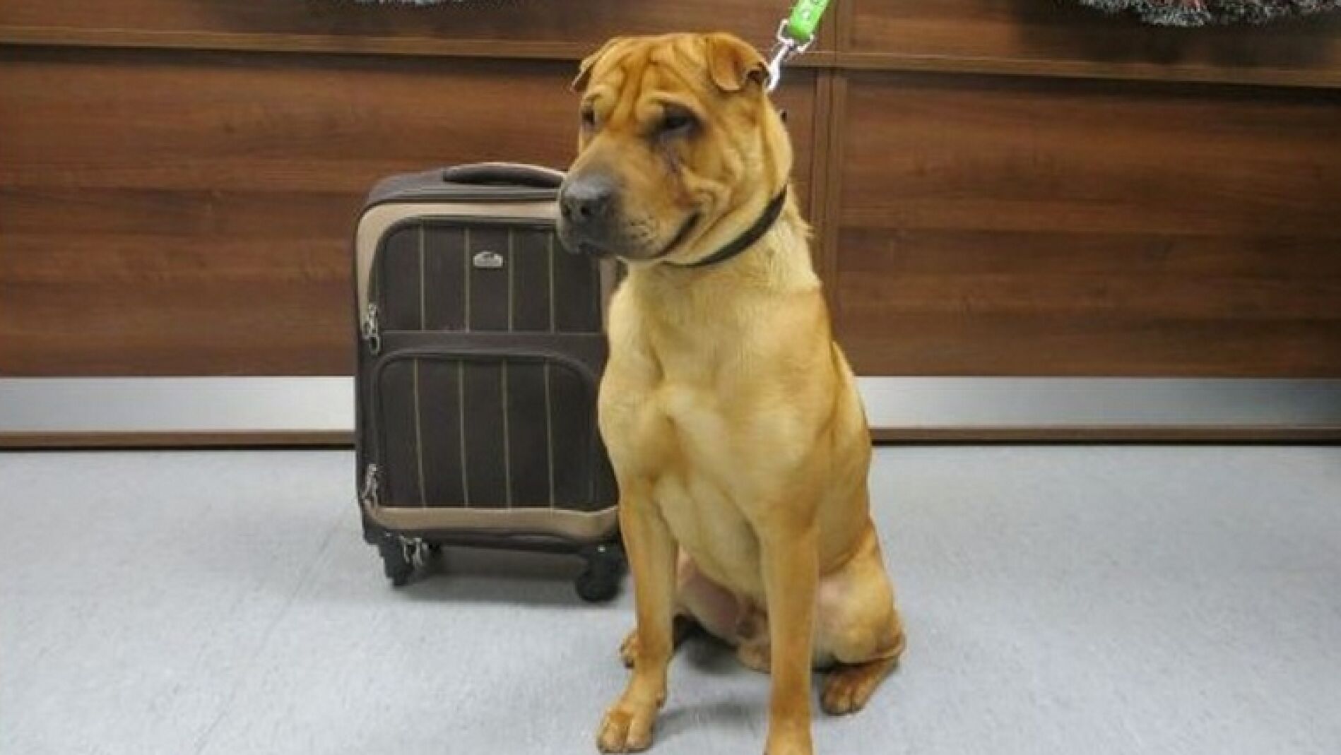 Kai, atado en una estaci&oacute;n junto a una maleta