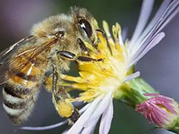 Prohibición de los plaguicidas peligrosos para las abejas Prohibición de los plaguicidas peligrosos para las abejas