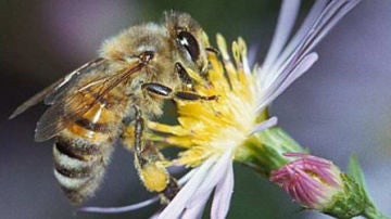 Prohibición de los plaguicidas peligrosos para las abejas