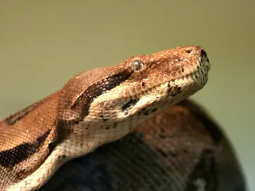 Una boa Una boa