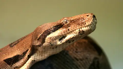Una boa Una boa