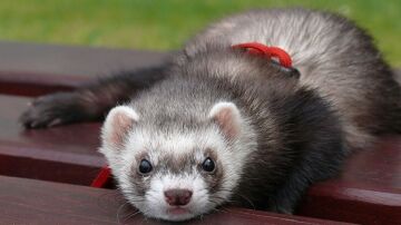 Los maltratadores de animales no podr&aacute;n tener mascotas