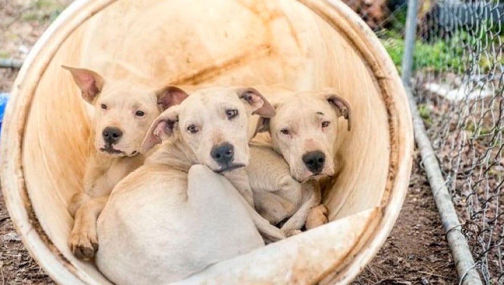 Tres de los dogos rescatados