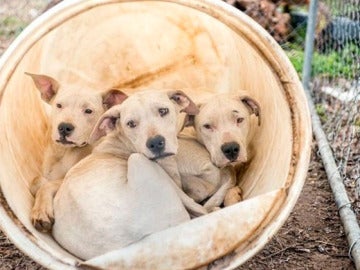 Tres de los dogos rescatados