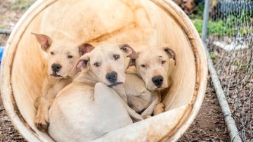 Tres de los dogos rescatados