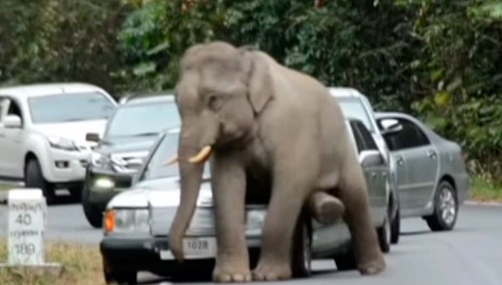 Un elefante hunde un vehículo en Tailandia
