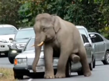 Un elefante hunde un vehículo en Tailandia