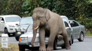 Un elefante hunde un vehículo en Tailandia