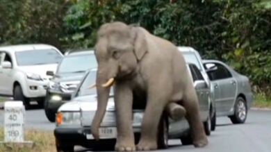 Tailandia incrementará la vigilancia tras varios ataques de elefantes contra coches