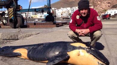 Una orca de 100 kilos de peso vara en el Mar de las Calmas, El Hierro