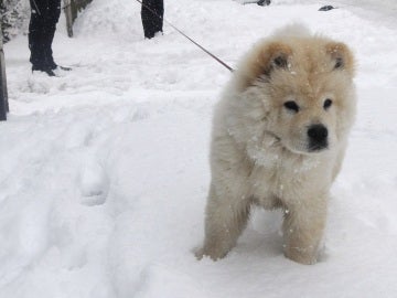 Pasean con su perro en la nieve